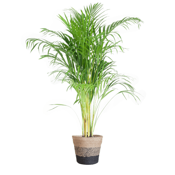 [Brand/Company Name] [Plant/Flower Type] and [Plant/Flower Type] set in [Material/Color] pot on [Material/Color] tray.