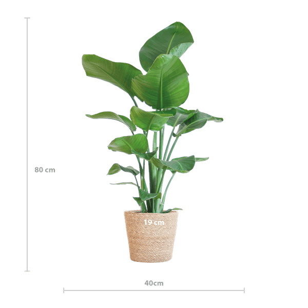 [Brand/Company Name] [Plant/Flower Type] and [Plant/Flower Type] set in [Material/Color] pot on [Material/Color] tray.