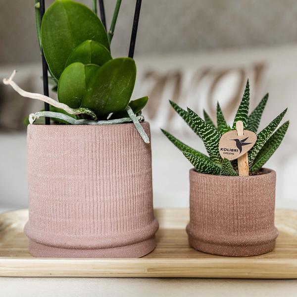 [Brand/Company Name] [Plant/Flower Type] and [Plant/Flower Type] set in [Material/Color] pot on [Material/Color] tray.