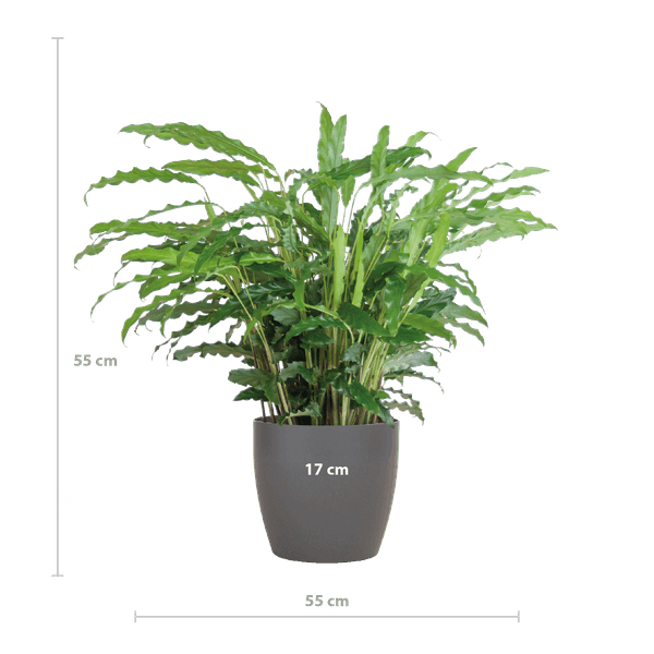[Brand/Company Name] [Plant/Flower Type] and [Plant/Flower Type] set in [Material/Color] pot on [Material/Color] tray.