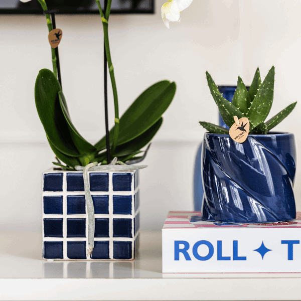 [Brand/Company Name] [Plant/Flower Type] and [Plant/Flower Type] set in [Material/Color] pot on [Material/Color] tray.