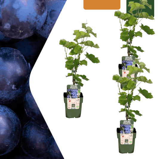 [Brand/Company Name] [Plant/Flower Type] and [Plant/Flower Type] set in [Material/Color] pot on [Material/Color] tray.