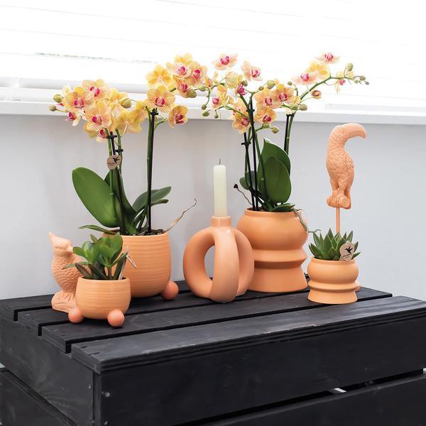 [Brand/Company Name] [Plant/Flower Type] and [Plant/Flower Type] set in [Material/Color] pot on [Material/Color] tray.