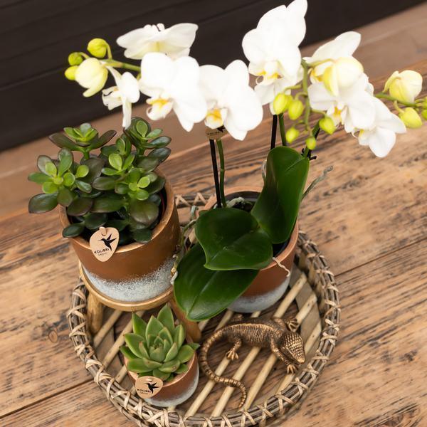 [Brand/Company Name] [Plant/Flower Type] and [Plant/Flower Type] set in [Material/Color] pot on [Material/Color] tray.