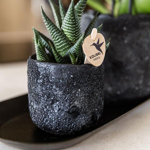 [Brand/Company Name] [Plant/Flower Type] and [Plant/Flower Type] set in [Material/Color] pot on [Material/Color] tray.