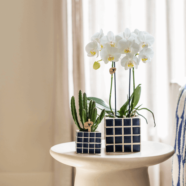 [Brand/Company Name] [Plant/Flower Type] and [Plant/Flower Type] set in [Material/Color] pot on [Material/Color] tray.