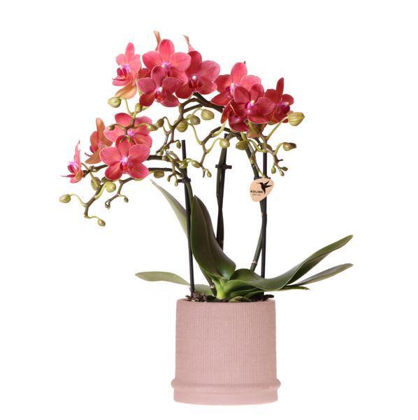 [Brand/Company Name] [Plant/Flower Type] and [Plant/Flower Type] set in [Material/Color] pot on [Material/Color] tray.