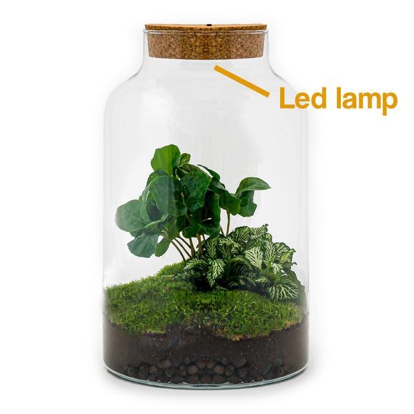 [Brand/Company Name] [Plant/Flower Type] and [Plant/Flower Type] set in [Material/Color] pot on [Material/Color] tray.