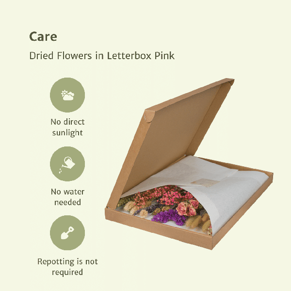 [Brand/Company Name] [Plant/Flower Type] and [Plant/Flower Type] set in [Material/Color] pot on [Material/Color] tray.