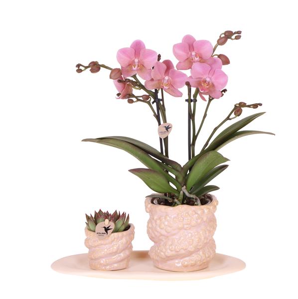 [Brand/Company Name] [Plant/Flower Type] and [Plant/Flower Type] set in [Material/Color] pot on [Material/Color] tray.