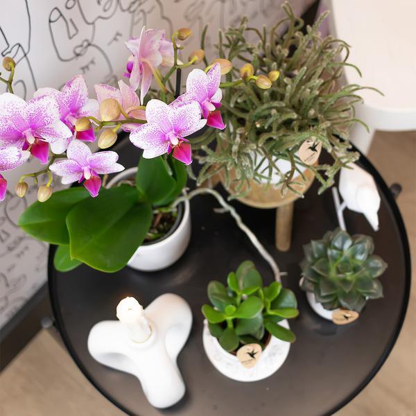 [Brand/Company Name] [Plant/Flower Type] and [Plant/Flower Type] set in [Material/Color] pot on [Material/Color] tray.