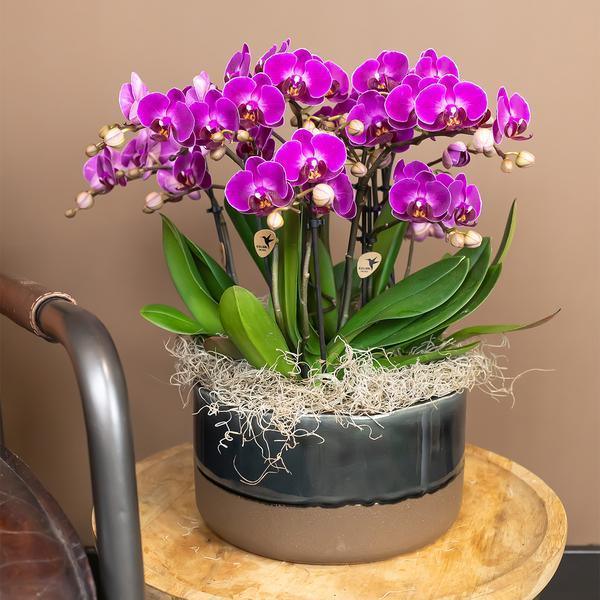 [Brand/Company Name] [Plant/Flower Type] and [Plant/Flower Type] set in [Material/Color] pot on [Material/Color] tray.