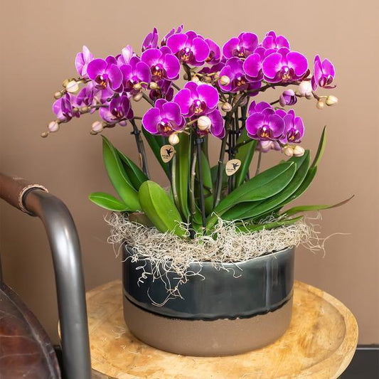 [Brand/Company Name] [Plant/Flower Type] and [Plant/Flower Type] set in [Material/Color] pot on [Material/Color] tray.