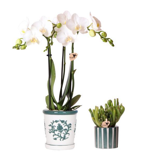 [Brand/Company Name] [Plant/Flower Type] and [Plant/Flower Type] set in [Material/Color] pot on [Material/Color] tray.