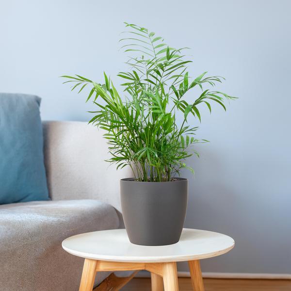 [Brand/Company Name] [Plant/Flower Type] and [Plant/Flower Type] set in [Material/Color] pot on [Material/Color] tray.