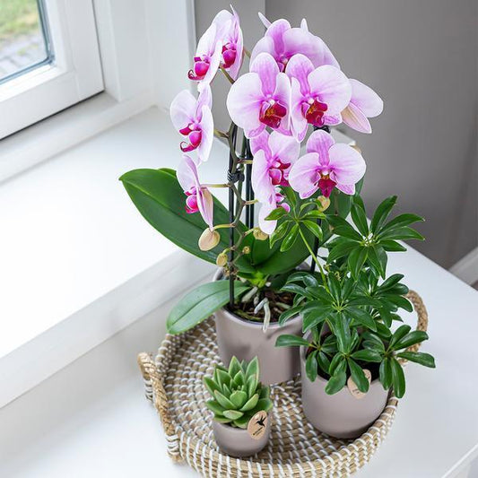 [Brand/Company Name] [Plant/Flower Type] and [Plant/Flower Type] set in [Material/Color] pot on [Material/Color] tray.
