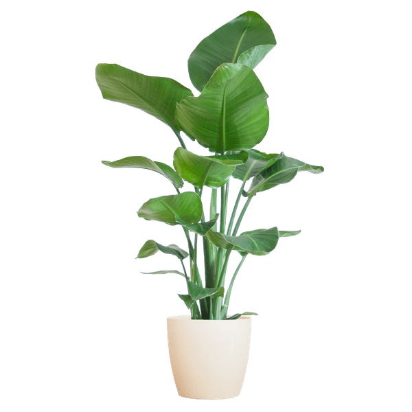 [Brand/Company Name] [Plant/Flower Type] and [Plant/Flower Type] set in [Material/Color] pot on [Material/Color] tray.