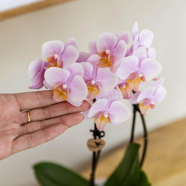 [Brand/Company Name] [Plant/Flower Type] and [Plant/Flower Type] set in [Material/Color] pot on [Material/Color] tray.