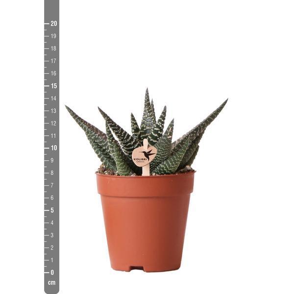 [Brand/Company Name] [Plant/Flower Type] and [Plant/Flower Type] set in [Material/Color] pot on [Material/Color] tray.