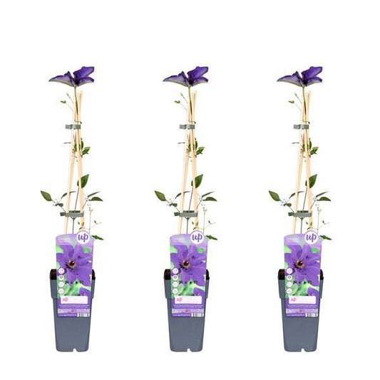[Brand/Company Name] [Plant/Flower Type] and [Plant/Flower Type] set in [Material/Color] pot on [Material/Color] tray.