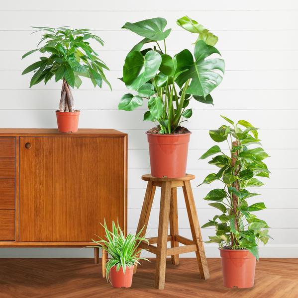 [Brand/Company Name] [Plant/Flower Type] and [Plant/Flower Type] set in [Material/Color] pot on [Material/Color] tray.