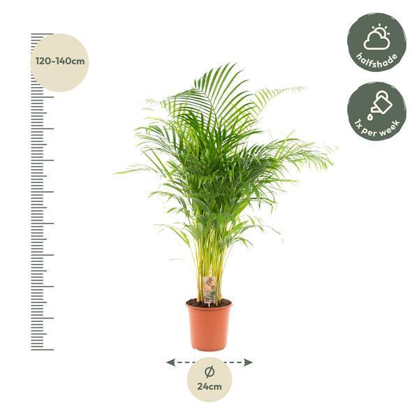 [Brand/Company Name] [Plant/Flower Type] and [Plant/Flower Type] set in [Material/Color] pot on [Material/Color] tray.
