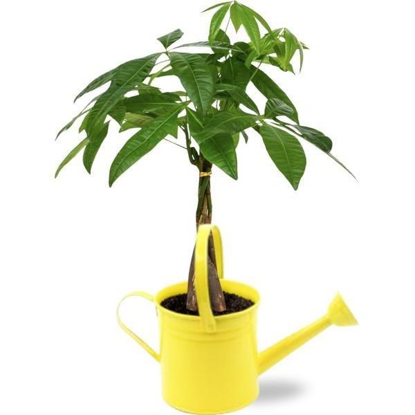 [Brand/Company Name] [Plant/Flower Type] and [Plant/Flower Type] set in [Material/Color] pot on [Material/Color] tray.