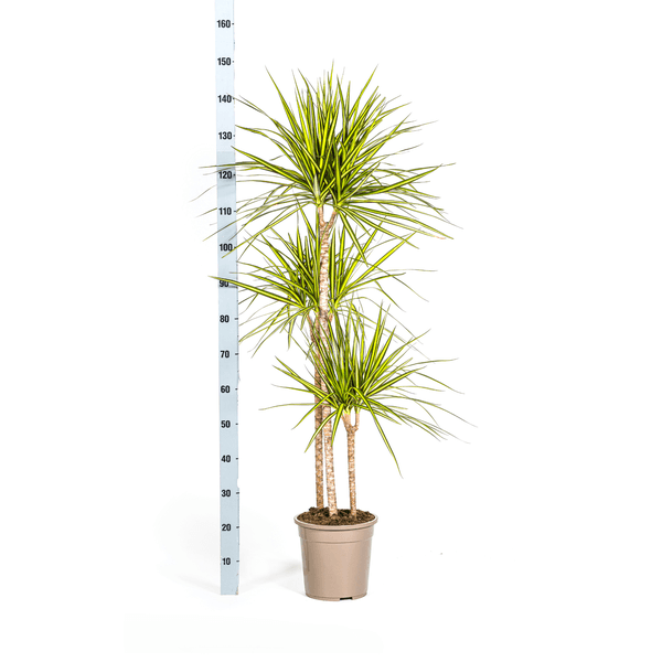 [Brand/Company Name] [Plant/Flower Type] and [Plant/Flower Type] set in [Material/Color] pot on [Material/Color] tray.