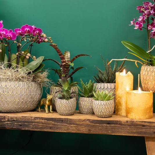 [Brand/Company Name] [Plant/Flower Type] and [Plant/Flower Type] set in [Material/Color] pot on [Material/Color] tray.