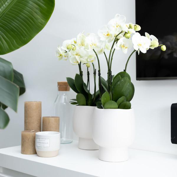 [Brand/Company Name] [Plant/Flower Type] and [Plant/Flower Type] set in [Material/Color] pot on [Material/Color] tray.