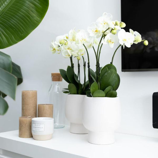 [Brand/Company Name] [Plant/Flower Type] and [Plant/Flower Type] set in [Material/Color] pot on [Material/Color] tray.