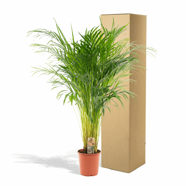 [Brand/Company Name] [Plant/Flower Type] and [Plant/Flower Type] set in [Material/Color] pot on [Material/Color] tray.