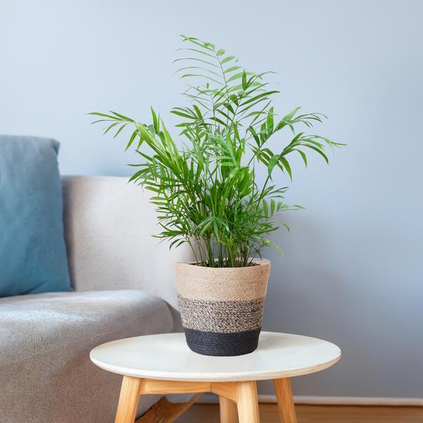 [Brand/Company Name] [Plant/Flower Type] and [Plant/Flower Type] set in [Material/Color] pot on [Material/Color] tray.