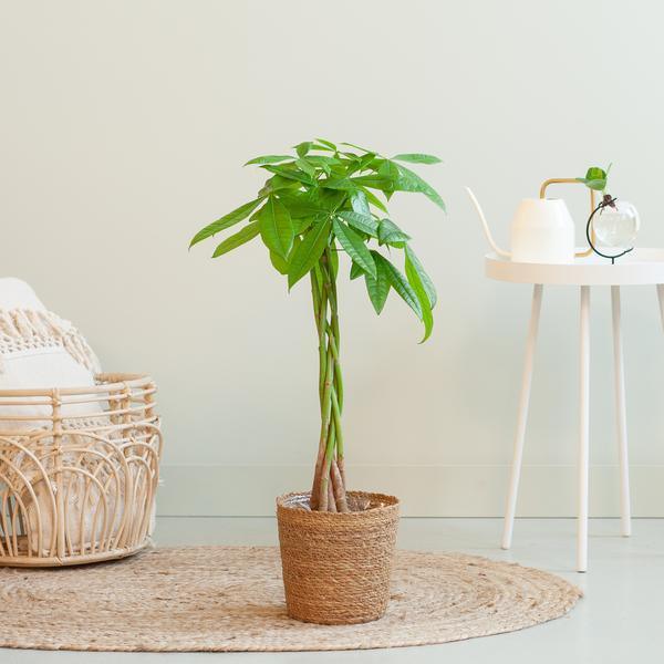 [Brand/Company Name] [Plant/Flower Type] and [Plant/Flower Type] set in [Material/Color] pot on [Material/Color] tray.