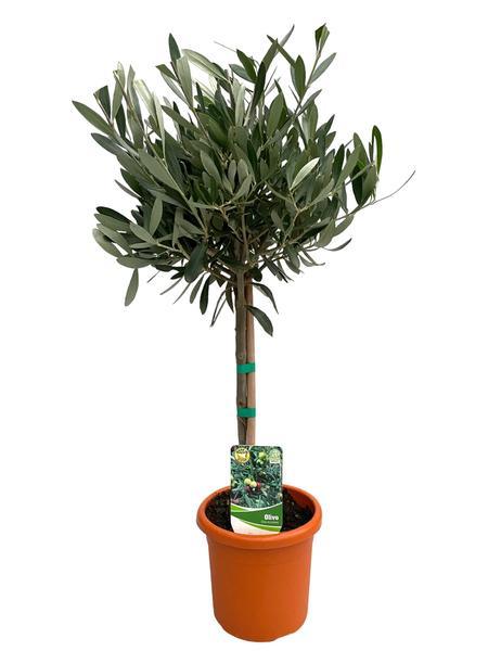 [Brand/Company Name] [Plant/Flower Type] and [Plant/Flower Type] set in [Material/Color] pot on [Material/Color] tray.