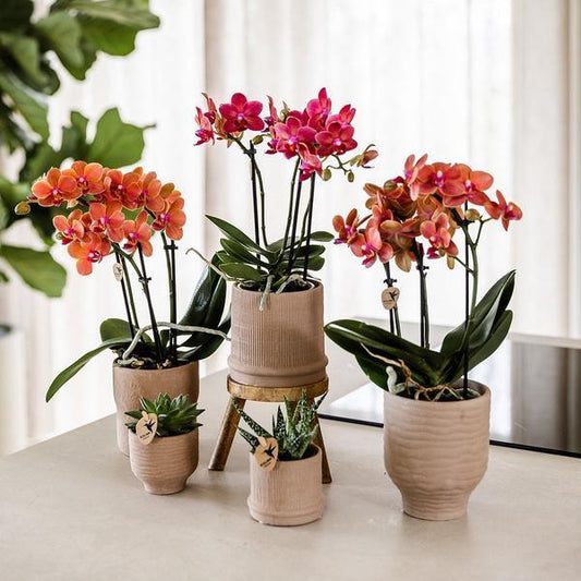 [Brand/Company Name] [Plant/Flower Type] and [Plant/Flower Type] set in [Material/Color] pot on [Material/Color] tray.