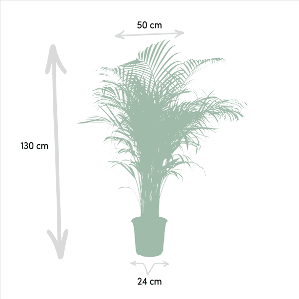 [Brand/Company Name] [Plant/Flower Type] and [Plant/Flower Type] set in [Material/Color] pot on [Material/Color] tray.