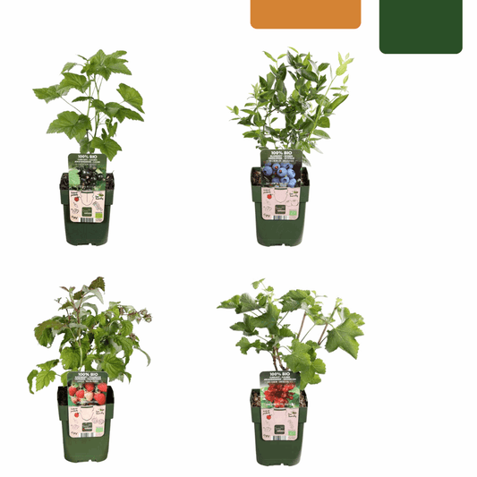 [Brand/Company Name] [Plant/Flower Type] and [Plant/Flower Type] set in [Material/Color] pot on [Material/Color] tray.