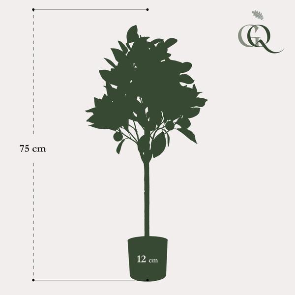 [Brand/Company Name] [Plant/Flower Type] and [Plant/Flower Type] set in [Material/Color] pot on [Material/Color] tray.