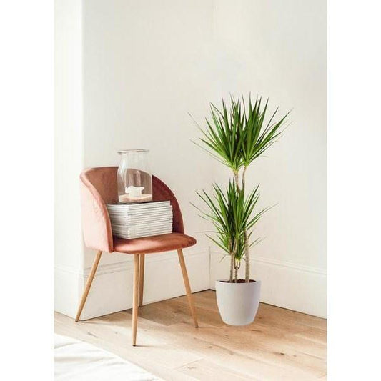 [Brand/Company Name] [Plant/Flower Type] and [Plant/Flower Type] set in [Material/Color] pot on [Material/Color] tray.