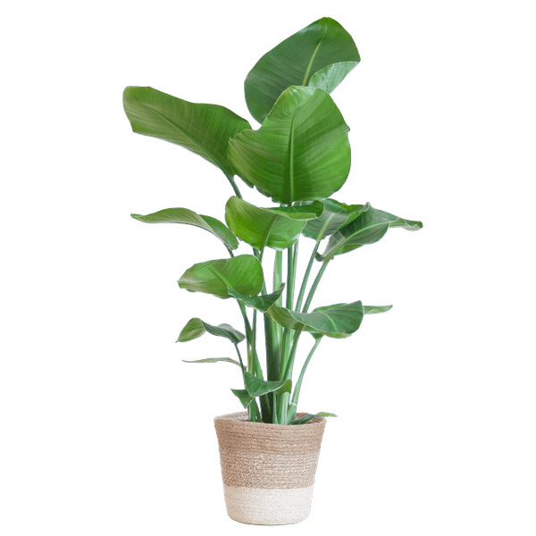 [Brand/Company Name] [Plant/Flower Type] and [Plant/Flower Type] set in [Material/Color] pot on [Material/Color] tray.
