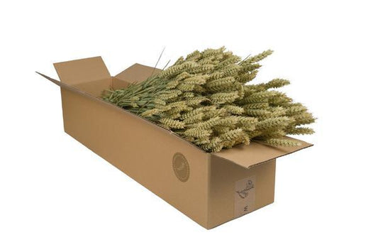 [Brand/Company Name] [Plant/Flower Type] and [Plant/Flower Type] set in [Material/Color] pot on [Material/Color] tray.