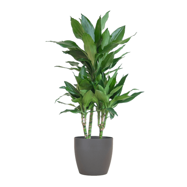 [Brand/Company Name] [Plant/Flower Type] and [Plant/Flower Type] set in [Material/Color] pot on [Material/Color] tray.