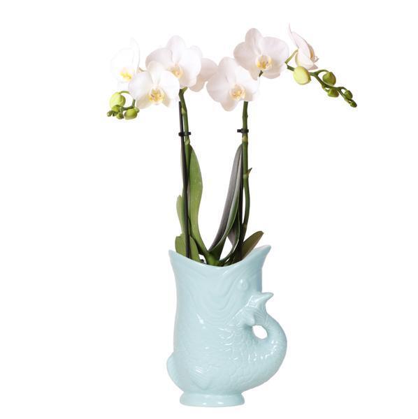 [Brand/Company Name] [Plant/Flower Type] and [Plant/Flower Type] set in [Material/Color] pot on [Material/Color] tray.