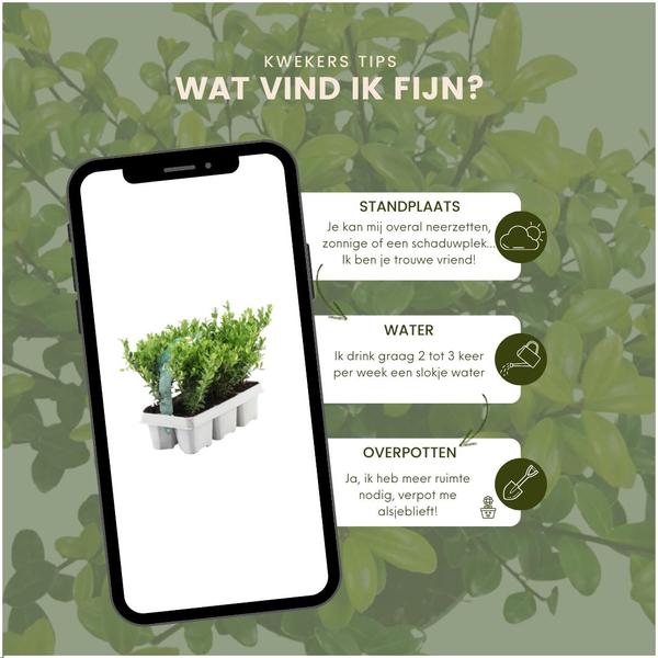 [Brand/Company Name] [Plant/Flower Type] and [Plant/Flower Type] set in [Material/Color] pot on [Material/Color] tray.