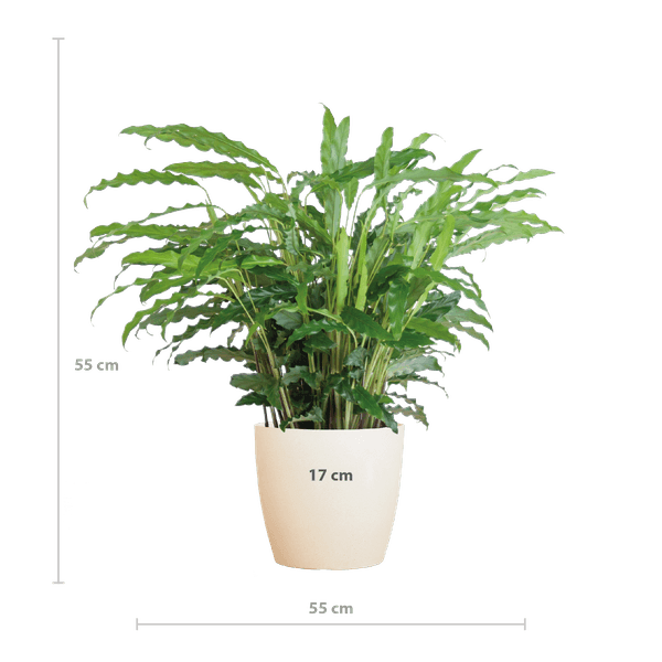 [Brand/Company Name] [Plant/Flower Type] and [Plant/Flower Type] set in [Material/Color] pot on [Material/Color] tray.