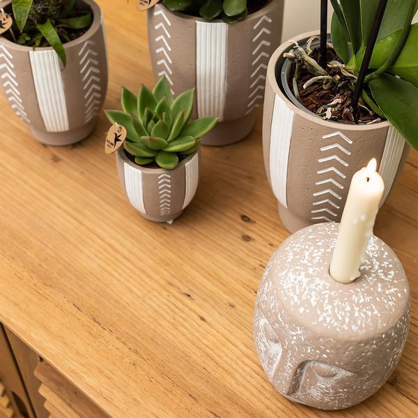 [Brand/Company Name] [Plant/Flower Type] and [Plant/Flower Type] set in [Material/Color] pot on [Material/Color] tray.