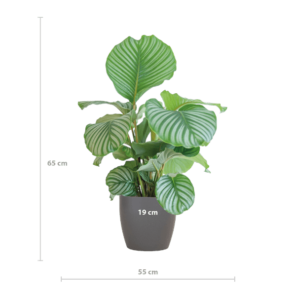 [Brand/Company Name] [Plant/Flower Type] and [Plant/Flower Type] set in [Material/Color] pot on [Material/Color] tray.