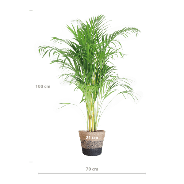 [Brand/Company Name] [Plant/Flower Type] and [Plant/Flower Type] set in [Material/Color] pot on [Material/Color] tray.
