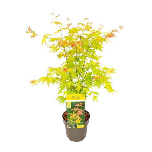 [Brand/Company Name] [Plant/Flower Type] and [Plant/Flower Type] set in [Material/Color] pot on [Material/Color] tray.